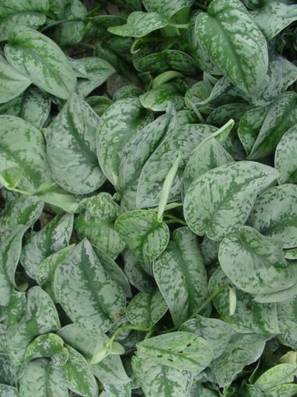 EPIPREMNUM pinnata Silver Satin